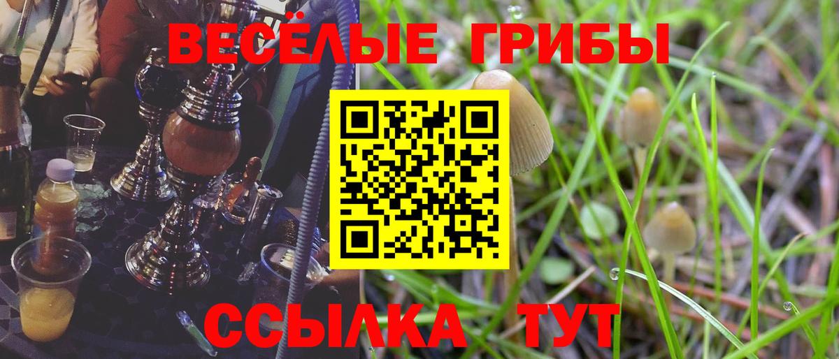 Псилоцибиновые грибы GOLDEN TEACHER Богданович